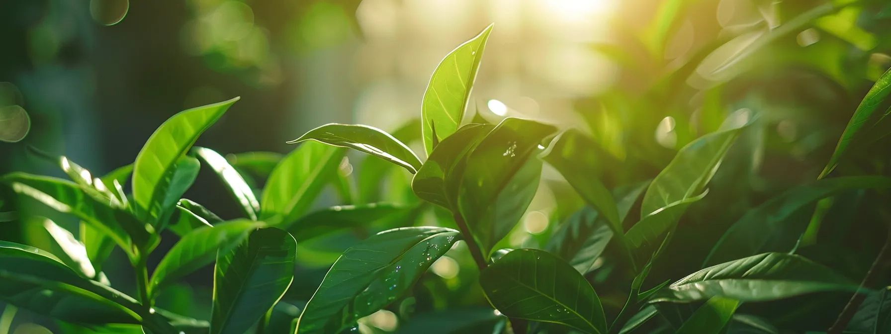 a lush green plant thriving in the sunlight, absorbing nutrients and water to fuel its growth.